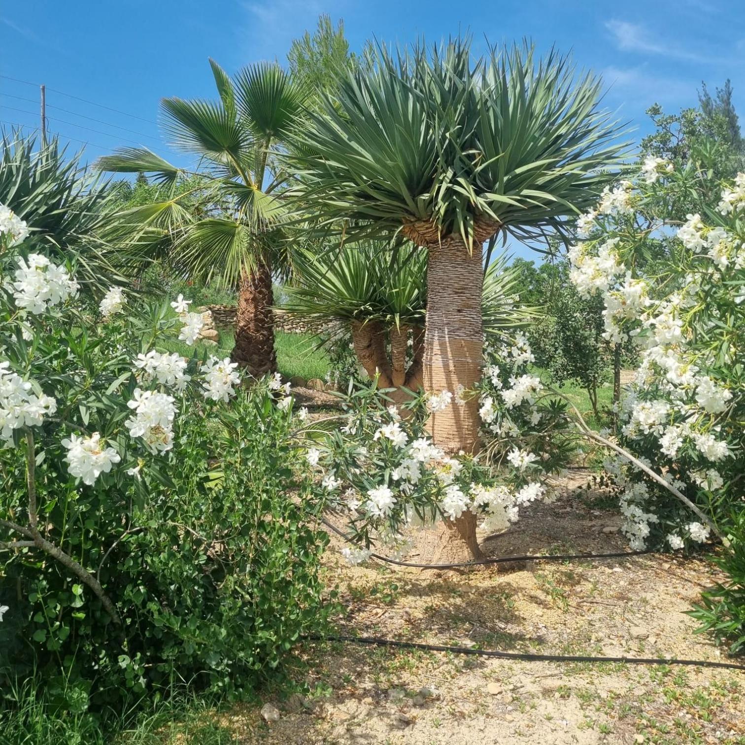 Cortijo Las Gallardas En Almeria Los Gallardos Exteriör bild